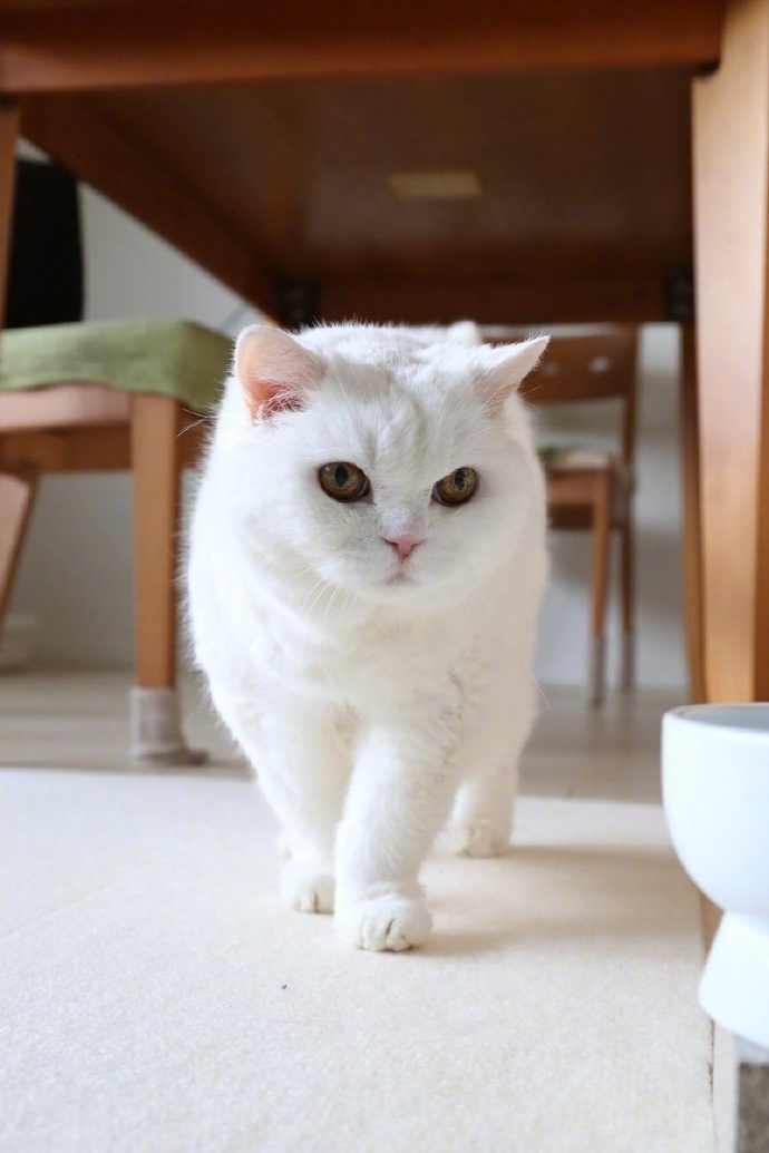 点击大图看下一张：一只超有气质的白猫图片欣赏