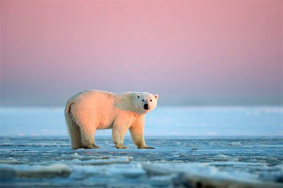 点击大图看下一张：日落下的北极熊超唯美的图片欣赏