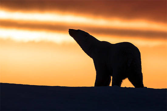 点击大图看下一张：日落下的北极熊超唯美的图片欣赏