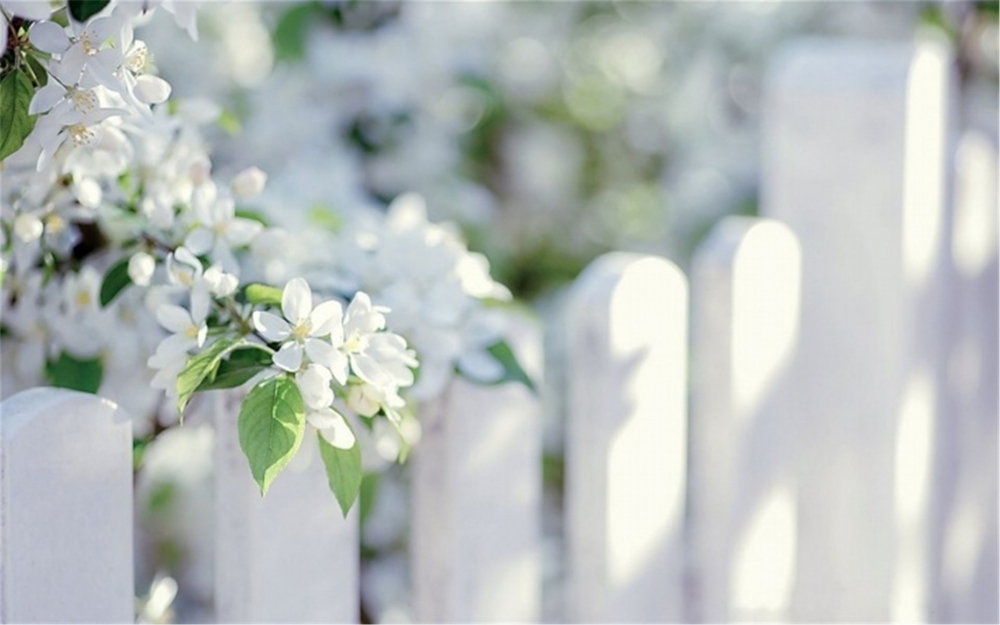 点击大图看下一张：清新淡雅唯美的樱花图集欣赏