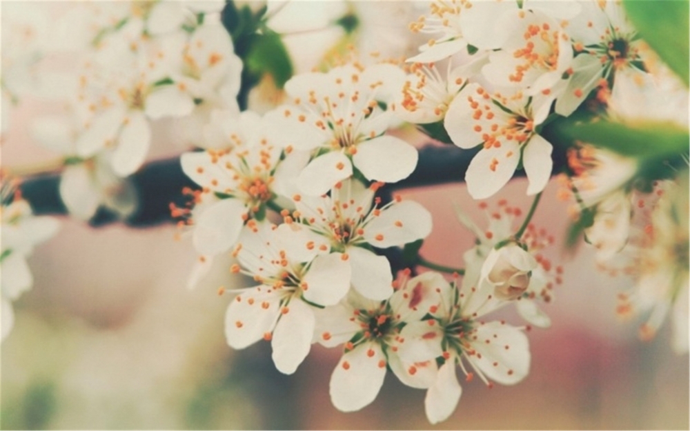 点击大图看下一张：清新淡雅唯美的樱花图集欣赏
