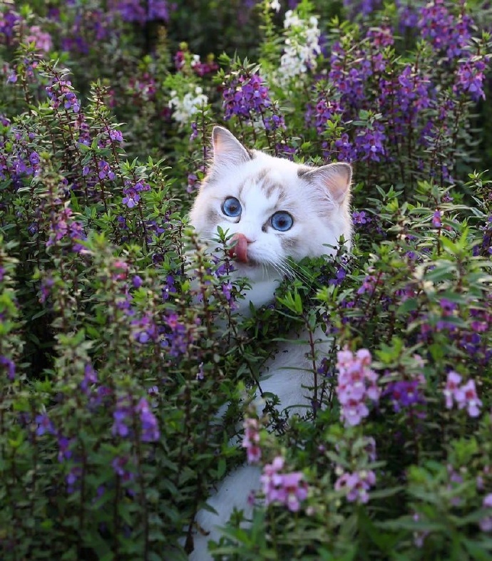 点击大图看下一张：一组花丛中的小猫咪图片欣赏