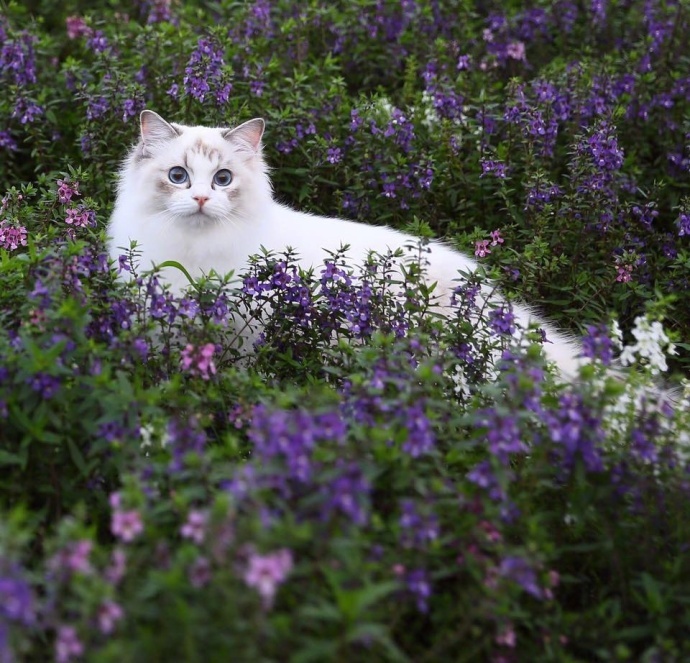 点击大图看下一张：一组花丛中的小猫咪图片欣赏