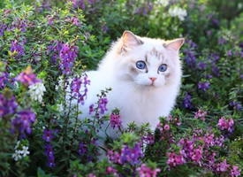 一组花丛中的小猫咪图片欣赏