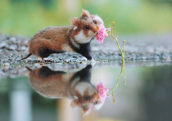 点击大图看下一张：一组超萌超可爱的野生小仓鼠图片欣赏