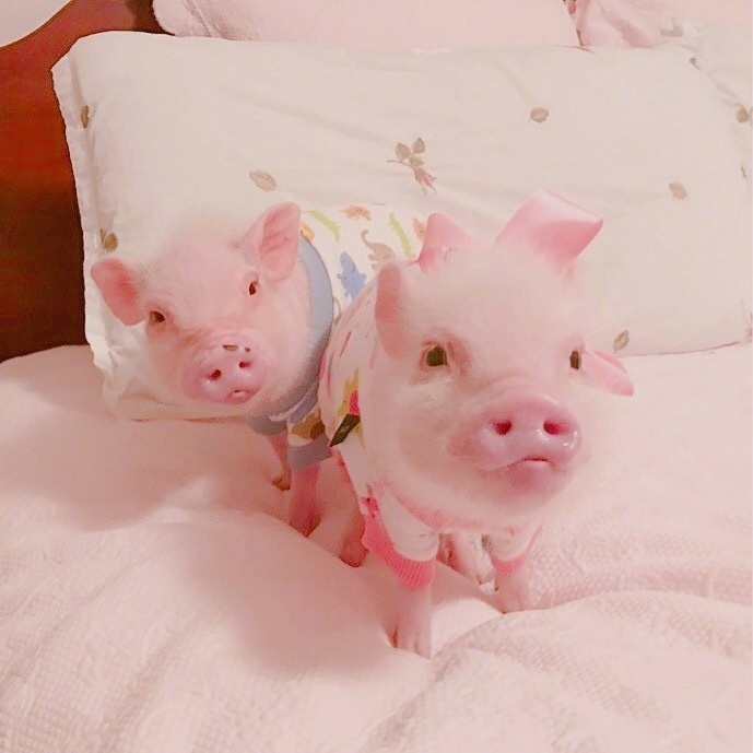 点击大图看下一张：一组超可爱的粉色小猪猪图片欣赏