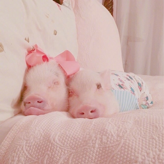 点击大图看下一张：一组超可爱的粉色小猪猪图片欣赏