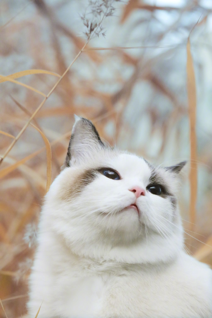 点击大图看下一张：秋天里小猫咪的艺术写真图片