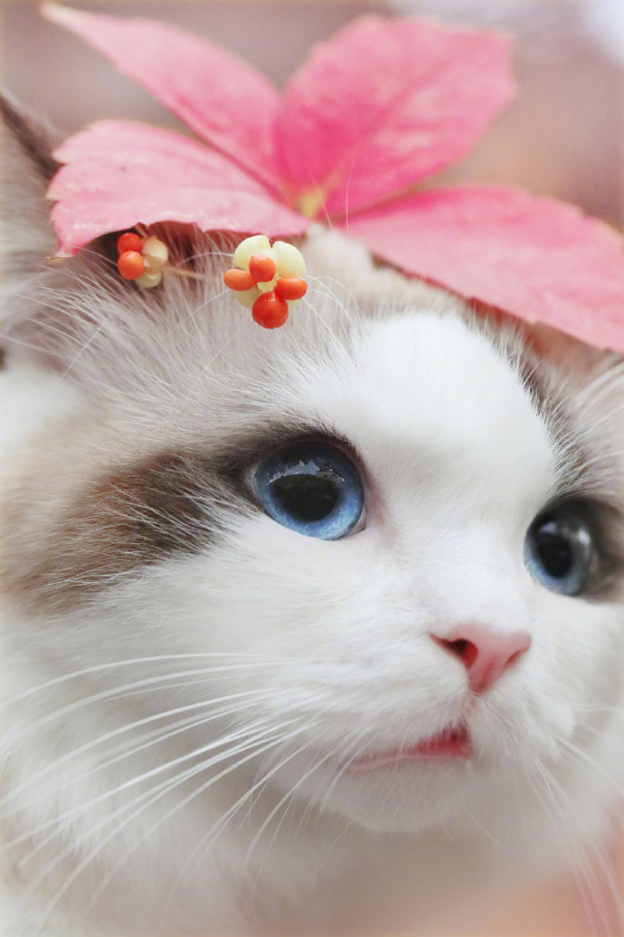 点击大图看下一张：秋天里小猫咪的艺术写真图片