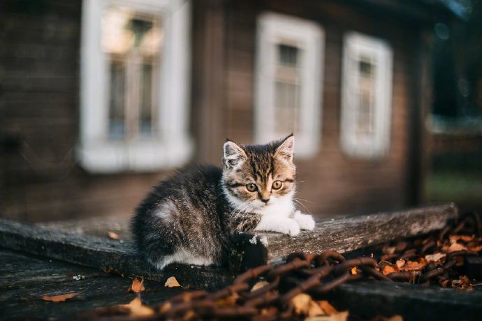 点击大图看下一张：一组意境超唯美的猫咪秋天拍摄照片