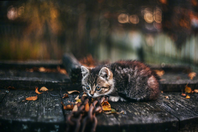 点击大图看下一张：一组意境超唯美的猫咪秋天拍摄照片