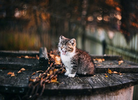 一组意境超唯美的猫咪秋天拍摄照片