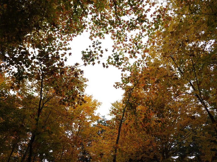 点击大图看下一张：秋天的落叶 美丽中带一点淡淡的忧伤