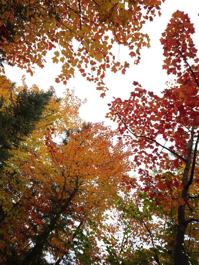 点击大图看下一张：秋天的落叶 美丽中带一点淡淡的忧伤