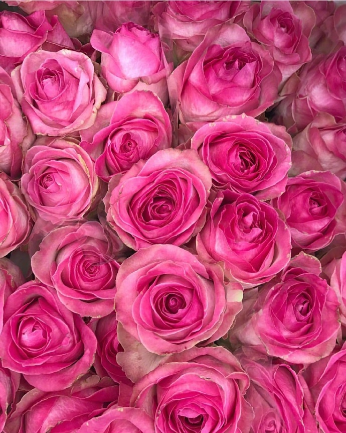 点击大图看下一张：一组满满的玫瑰花图片欣赏