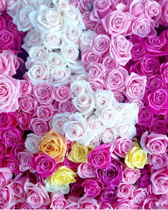 点击大图看下一张：一组满满的玫瑰花图片欣赏