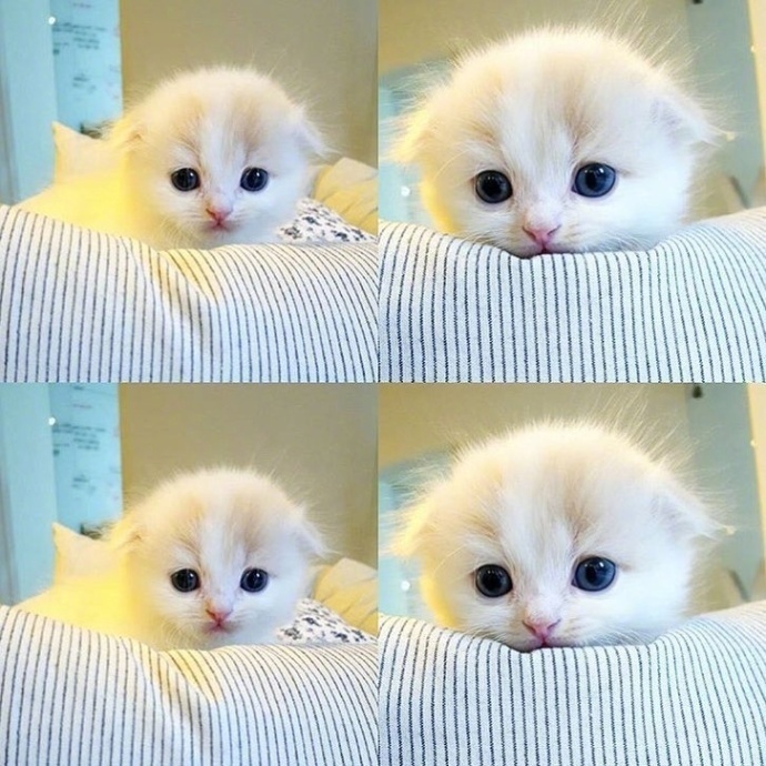 点击大图看下一张：一组小猫咪四连照，萌爆了