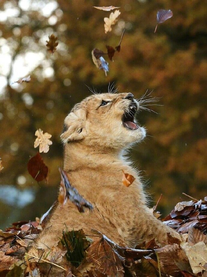 点击大图看下一张：落叶下的小狮子 超级呆萌可爱