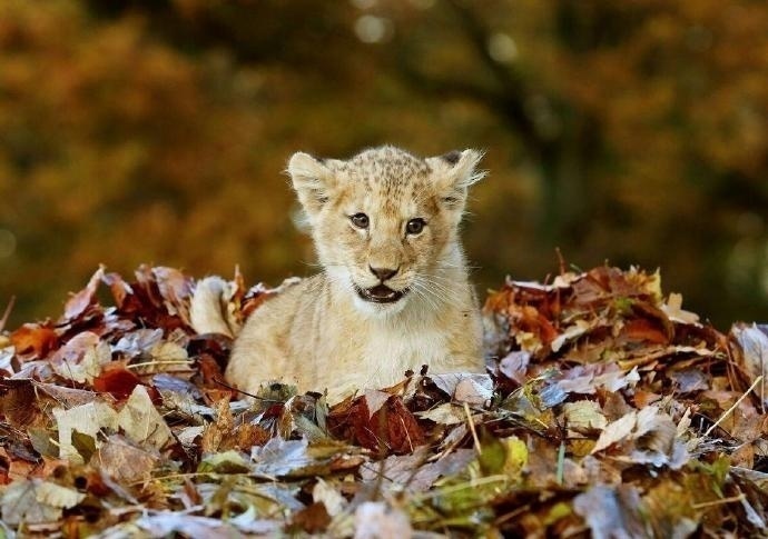 点击大图看下一张：落叶下的小狮子 超级呆萌可爱