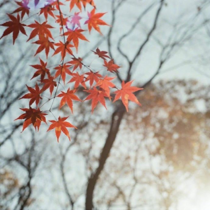 点击大图看下一张：一组秋天唯美枫叶写真拍摄图