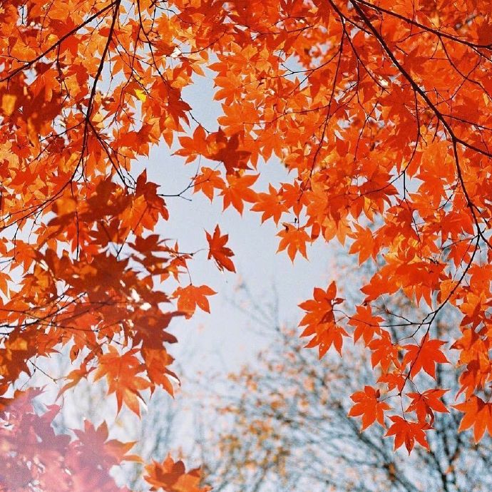 点击大图看下一张：一组秋天唯美枫叶写真拍摄图