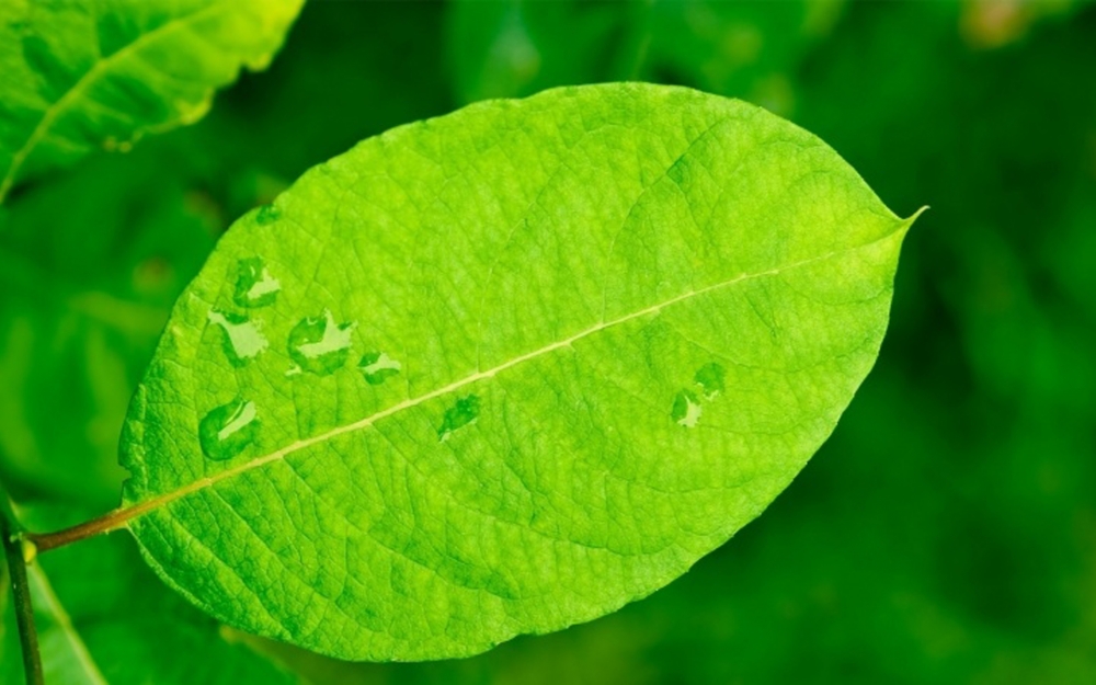 点击大图看下一张：高清护眼绿叶植物图片桌面壁纸