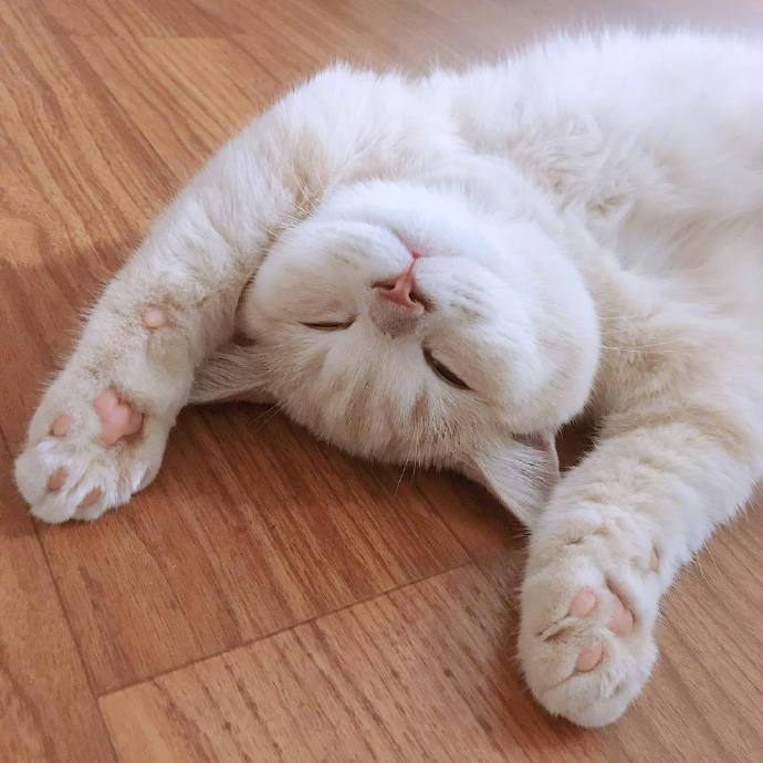 点击大图看下一张：一只睡的正香的白色小猫咪图片欣赏