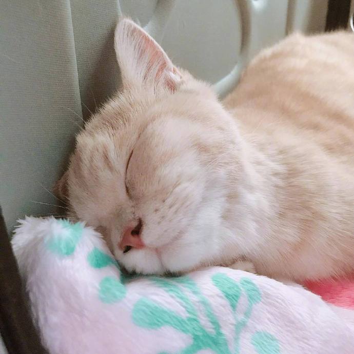 点击大图看下一张：一只睡的正香的白色小猫咪图片欣赏