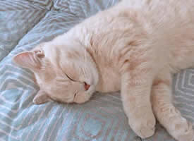 一只睡的正香的白色小猫咪图片欣赏