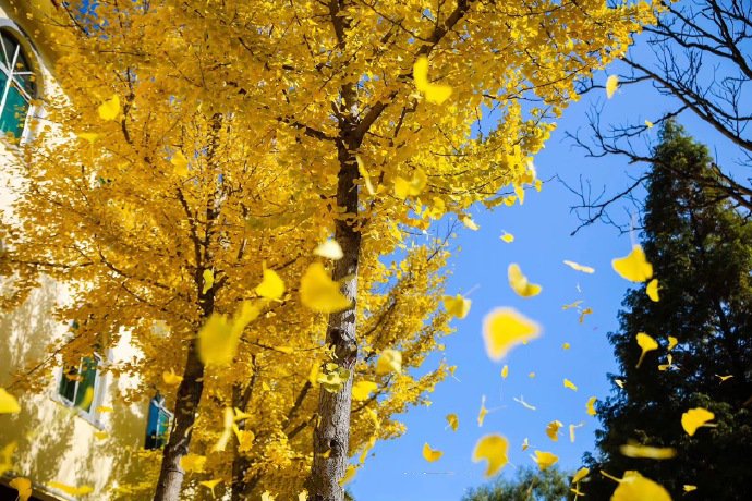 点击大图看下一张：秋日里洛阳嵩县五马寺村千年银杏树