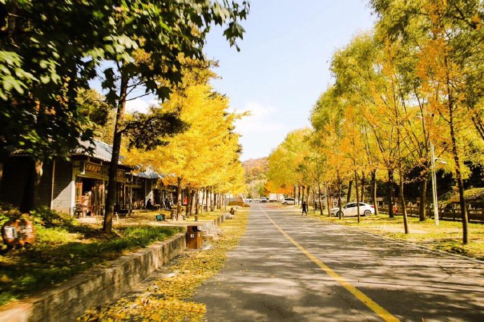 点击大图看下一张：秋日里洛阳嵩县五马寺村千年银杏树
