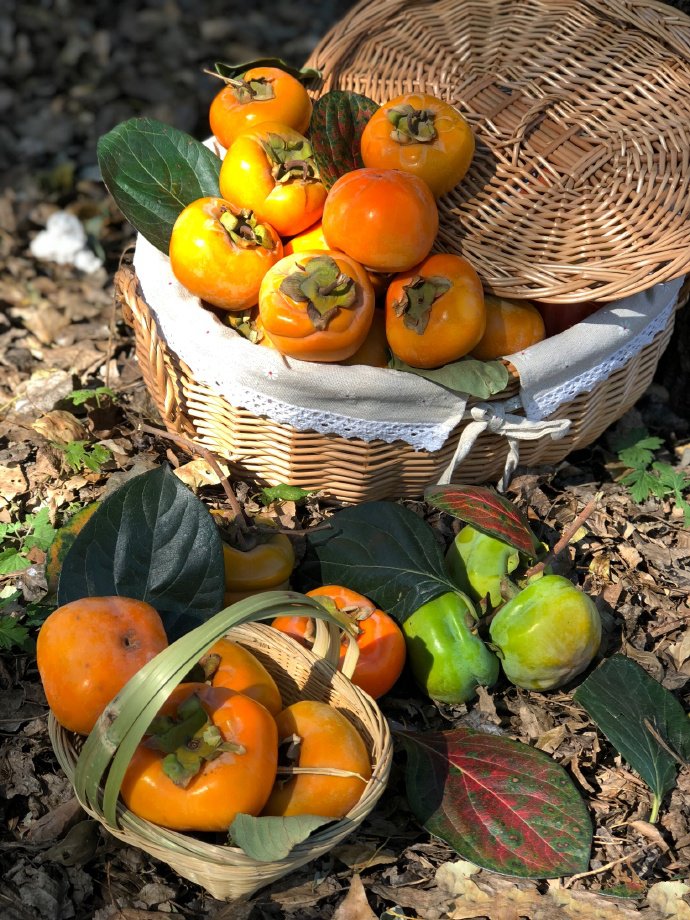 点击大图看下一张：沉甸甸的柿子挂满枝头和刚刚摘下来的柿子