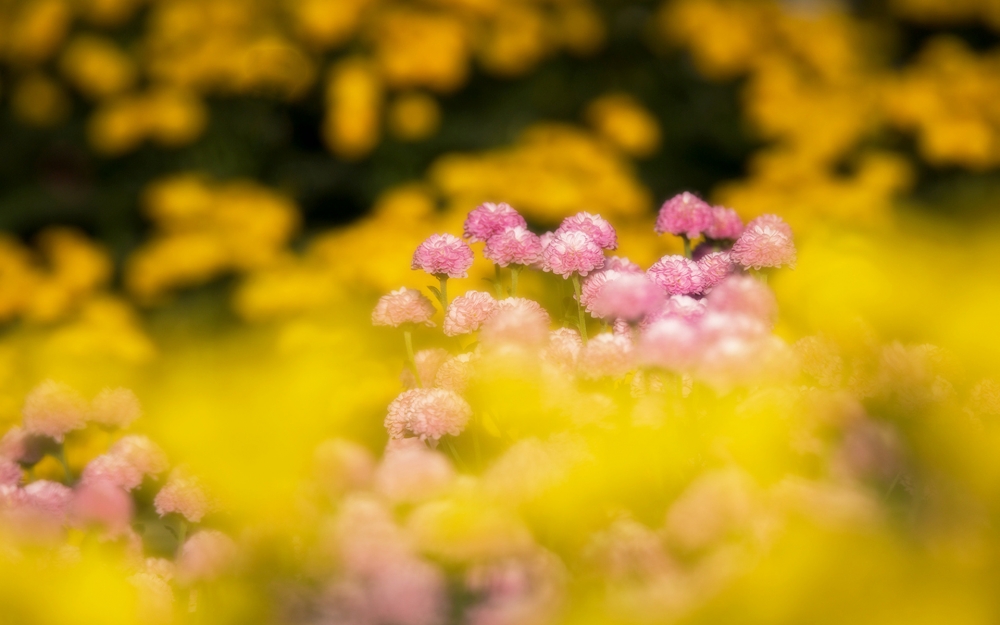 点击大图看下一张：多彩缤纷菊花唯美高清图片欣赏