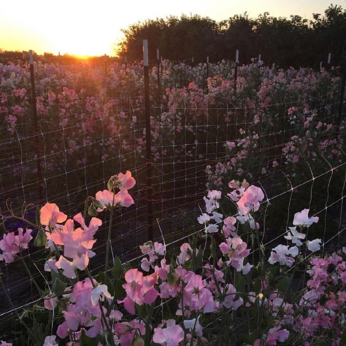 点击大图看下一张：田野里开的灿烂的花朵图片欣赏