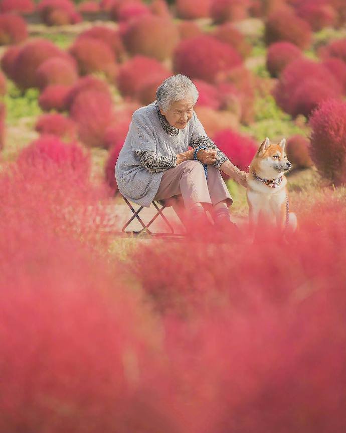点击大图看下一张：奶奶和狗狗的秋天，红得热烈，金得灿烂
