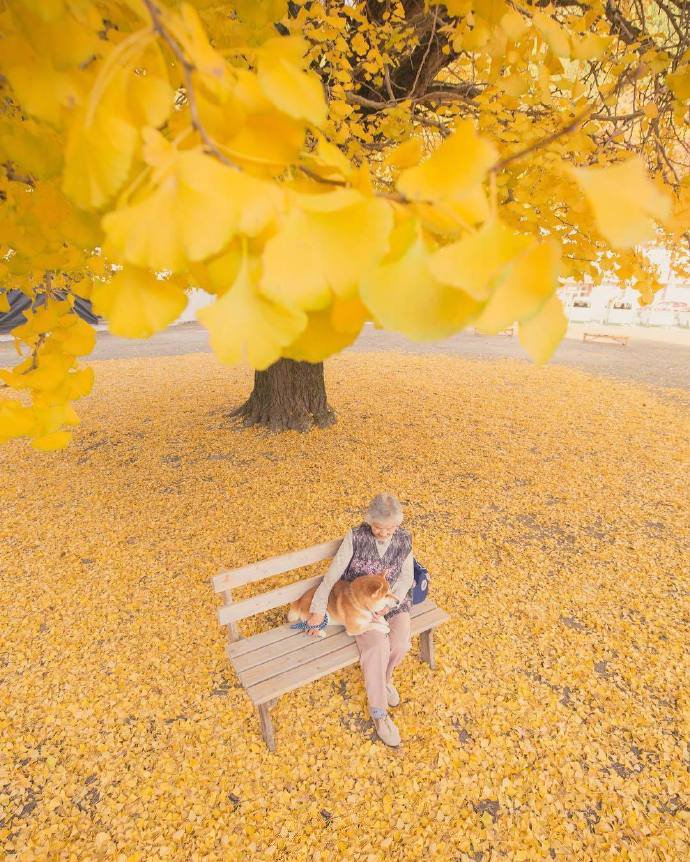 点击大图看下一张：奶奶和狗狗的秋天，红得热烈，金得灿烂