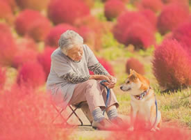 奶奶和狗狗的秋天，红得热烈，金得灿烂