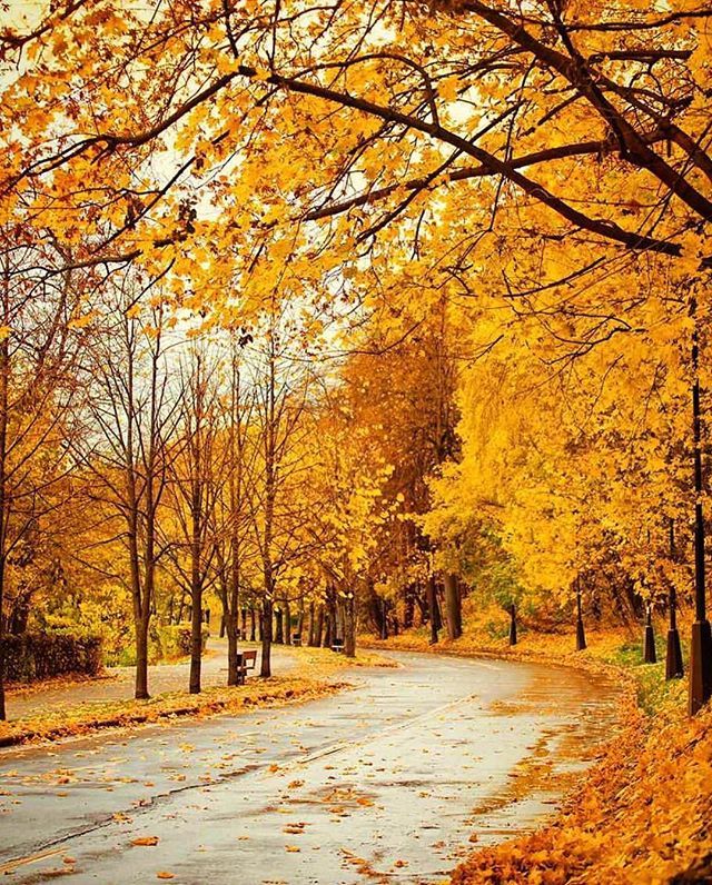 点击大图看下一张：秋天挂在树上的好像一朵朵黄色的小花，飘落在空中