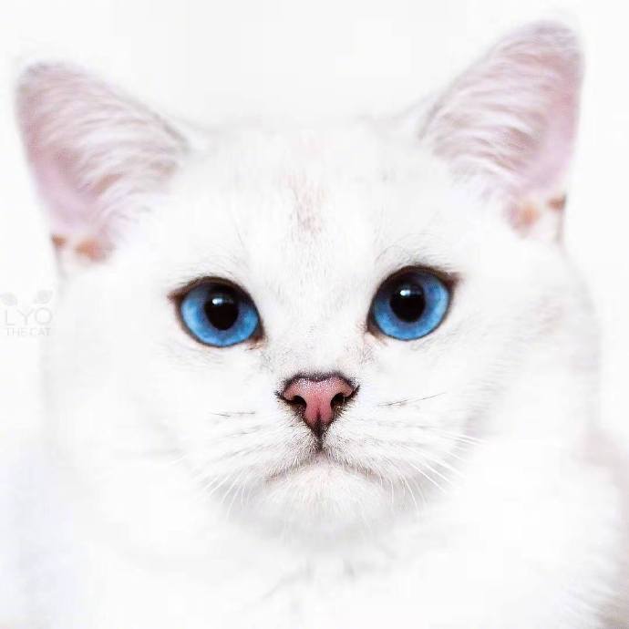 点击大图看下一张：意大利的小猫，蓝色的双眸清澈透明