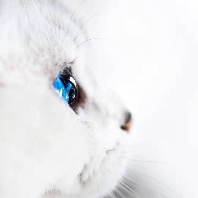 点击大图看下一张：意大利的小猫，蓝色的双眸清澈透明