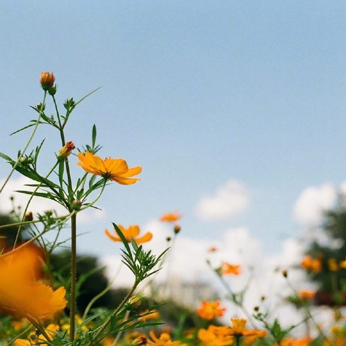 点击大图看下一张：一组超级好看开的灿烂的雏菊图片