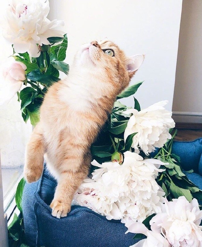 点击大图看下一张：一组可爱猫猫在花丛中的唯美图片欣赏
