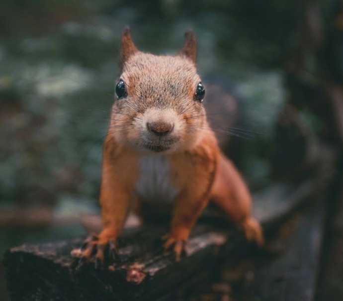 点击大图看下一张：一组可爱的野生小松鼠写真图片欣赏