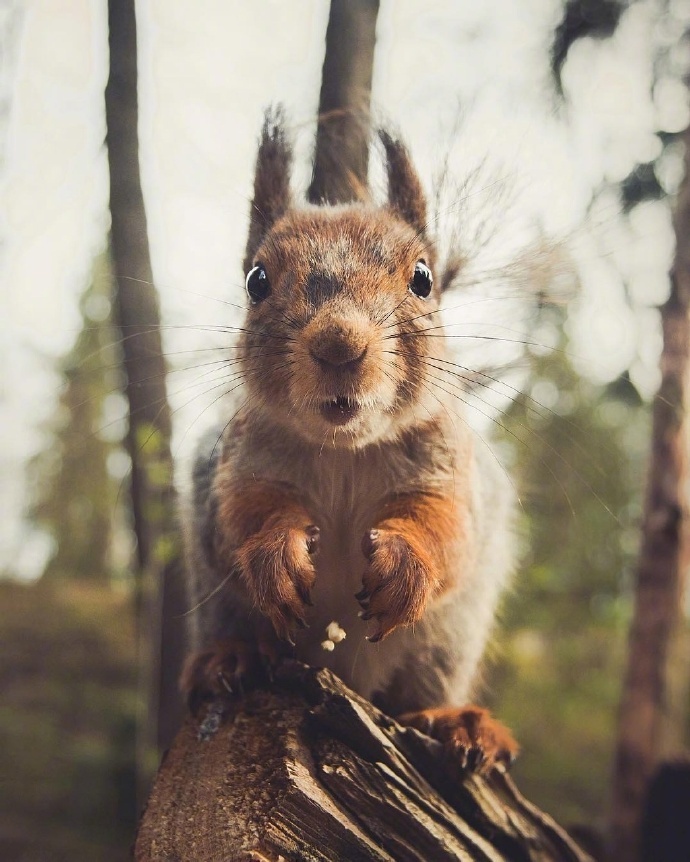 点击大图看下一张：一组可爱的野生小松鼠写真图片欣赏