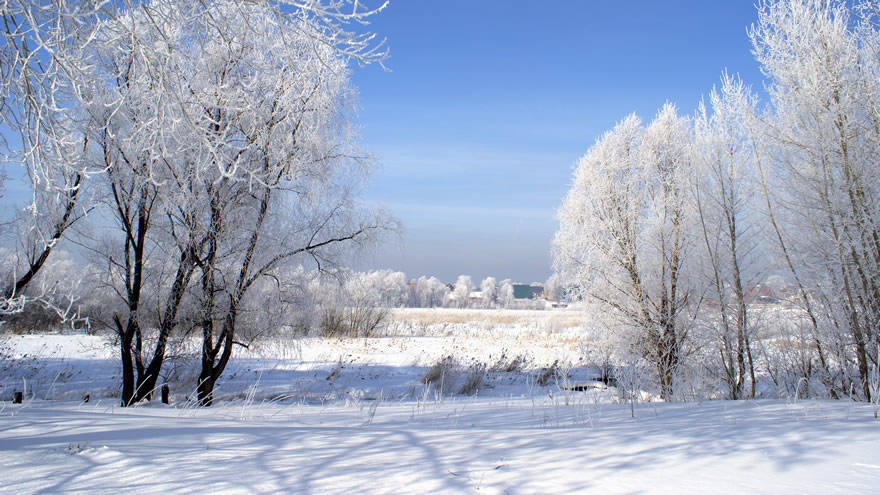 点击大图看下一张：树上全是白茫茫的一片的雪景图片欣赏