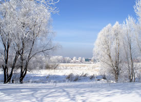 树上全是白茫茫的一片的雪景图片欣赏