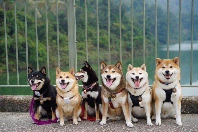 点击大图看下一张：一组可爱单身狗们的聚会图片欣赏