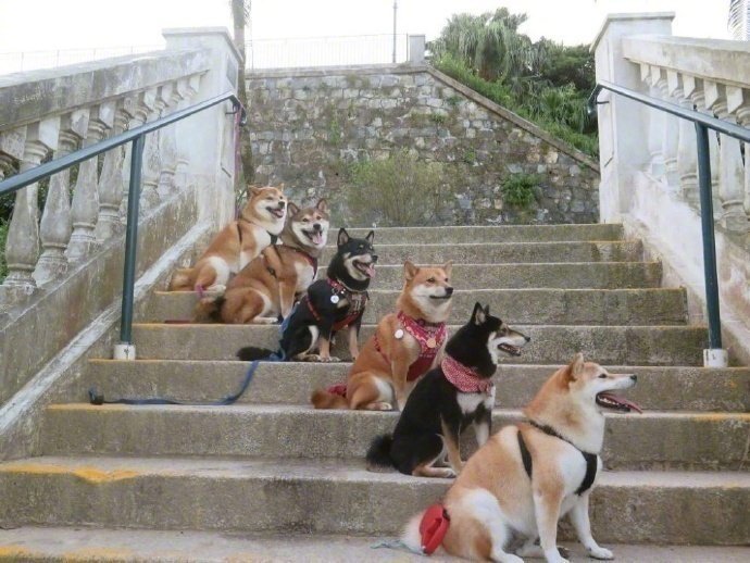 点击大图看下一张：一组可爱单身狗们的聚会图片欣赏