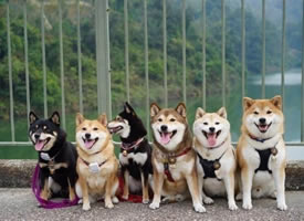 一组可爱单身狗们的聚会图片欣赏