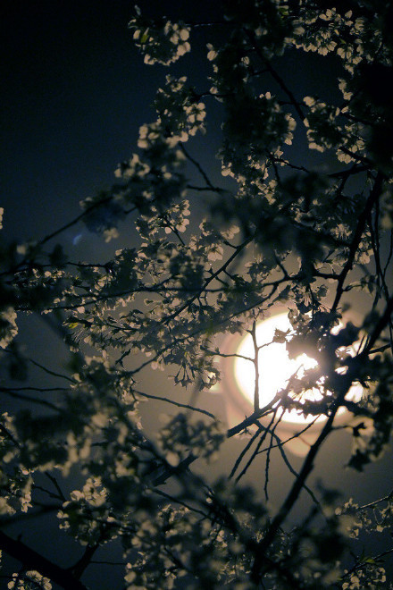 点击大图看下一张：夜晚的樱花也特别美丽特别有意境感